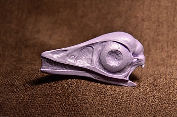 DINO10005 Череп Археоптерикса