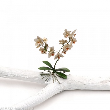 S176MWP Орхидея, размер L